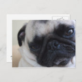 Postkarte für nahen Mops (Vorne/Hinten)