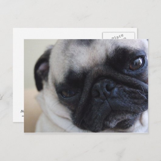 Postkarte für nahen Mops (Vorne/Hinten)