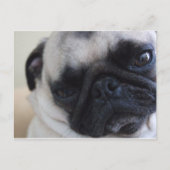 Postkarte für nahen Mops (Vorderseite)