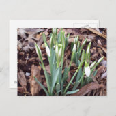 Postkarte für neues Wachstum (Vorne/Hinten)