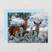 Postkarte für Neugier (Vorne/Hinten)