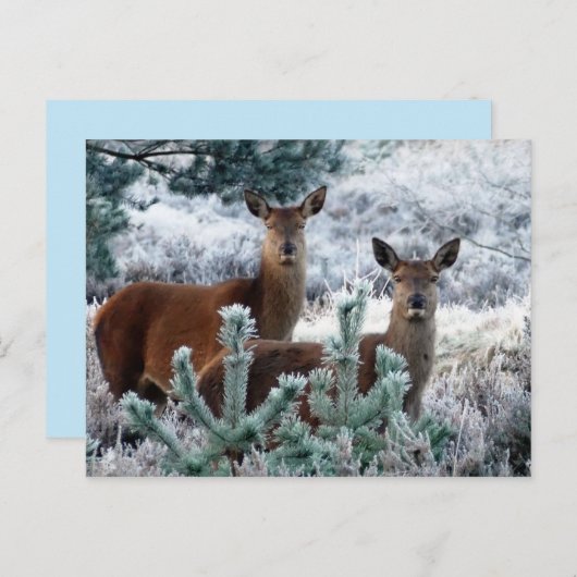 Postkarte für Neugier (Vorne/Hinten)