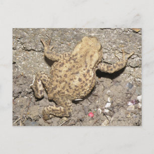 Postkarte für niedliches Crawling Toto