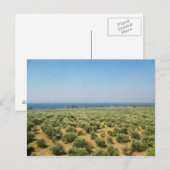 Postkarte für Olivenbäume (Vorne/Hinten)