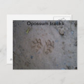 Postkarte für Opossum (Vorne/Hinten)
