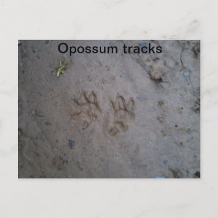 Postkarte für Opossum