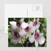 Postkarte für Orchideen, anpassen (Vorne/Hinten)