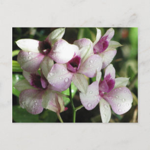 Postkarte für Orchideen, anpassen