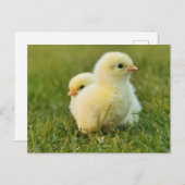 Postkarte für Osterküken (Vorne/Hinten)