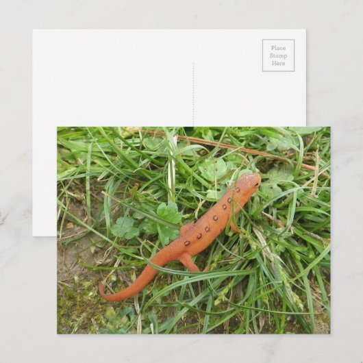 Postkarte für Ostern (Vorne/Hinten)