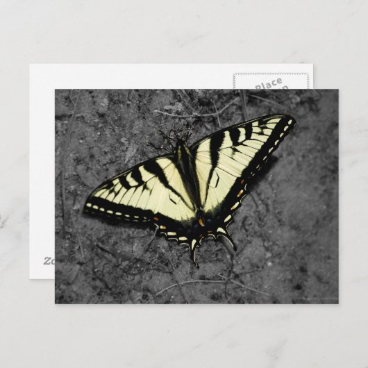 Postkarte für Osttimiger (Vorne/Hinten)