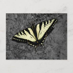 Postkarte für Osttimiger