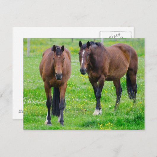 Postkarte für Pferde (Vorne/Hinten)