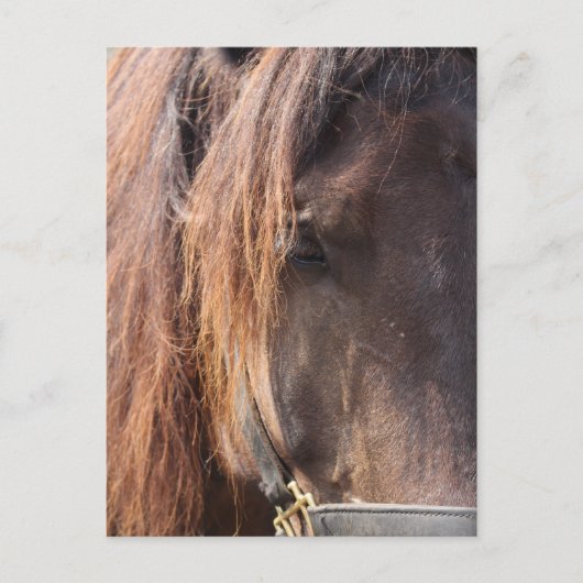 Postkarte für Pferde (Vorderseite)