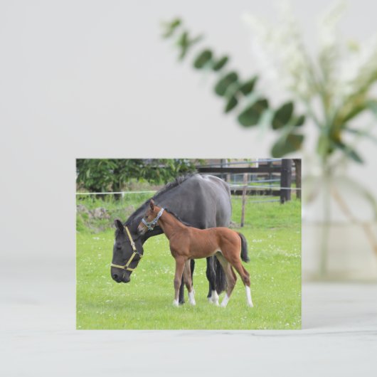 Postkarte für Pferde (Stehend Vorderseite)