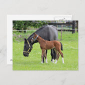 Postkarte für Pferde (Vorne/Hinten)