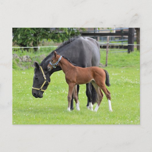 Postkarte für Pferde (Vorderseite)