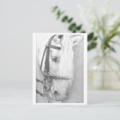 Postkarte für Pferde (Stehend Vorderseite)