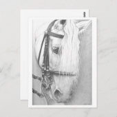 Postkarte für Pferde (Vorne/Hinten)