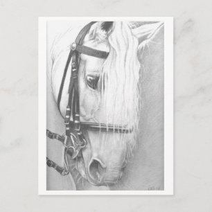 Postkarte für Pferde