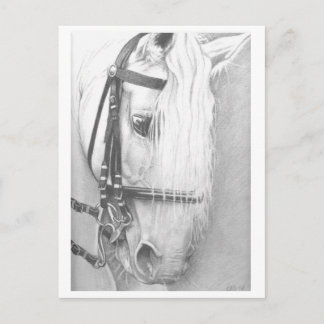 Postkarte für Pferde