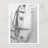 Postkarte für Pferde (Vorderseite)