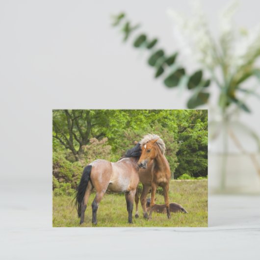 Postkarte für Pferde (Stehend Vorderseite)
