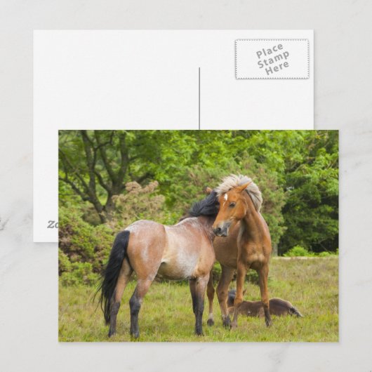 Postkarte für Pferde (Vorne/Hinten)