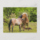 Postkarte für Pferde (Vorderseite)