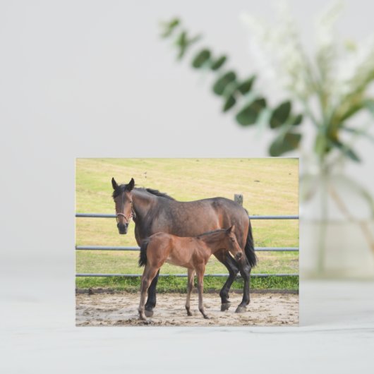 Postkarte für Pferde (Stehend Vorderseite)