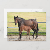 Postkarte für Pferde (Vorne/Hinten)