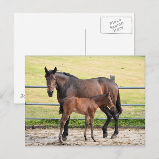 Postkarte für Pferde (Vorne/Hinten)