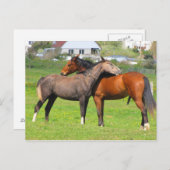 Postkarte für Pferde (Vorne/Hinten)