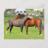 Postkarte für Pferde (Vorderseite)