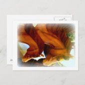 Postkarte für Pferde und Pony (Vorne/Hinten)