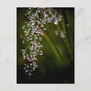 Postkarte für Regenfallen