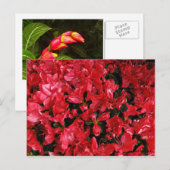 Postkarte für Reisen 5 (Vorne/Hinten)