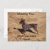 Postkarte für Rinder (Vorne/Hinten)