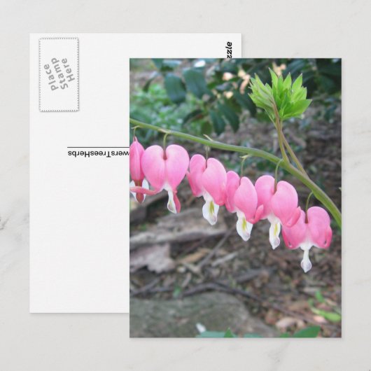 Postkarte für rosa Blutungen (Vorne/Hinten)