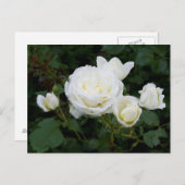 Postkarte für Rosen (Vorne/Hinten)