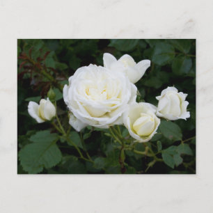 Postkarte für Rosen