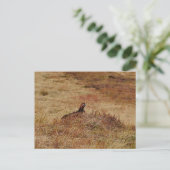 Postkarte für rote Grouse (Stehend Vorderseite)
