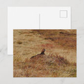 Postkarte für rote Grouse (Vorne/Hinten)