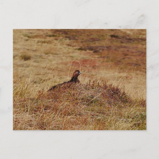 Postkarte für rote Grouse (Vorderseite)
