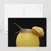Postkarte für Schnecken (Vorne/Hinten)