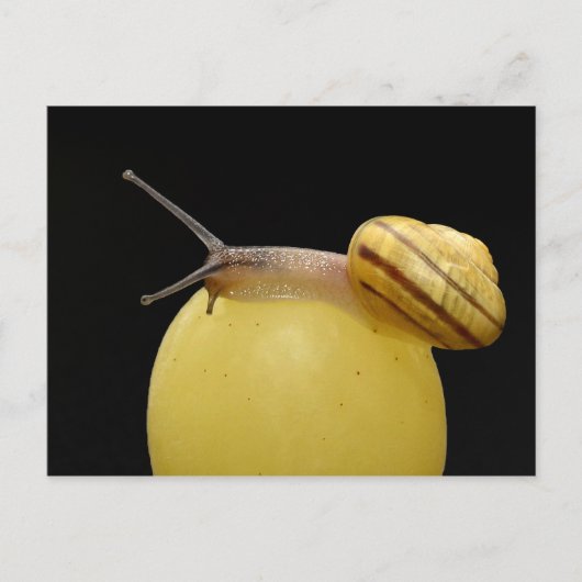 Postkarte für Schnecken (Vorderseite)