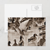 Postkarte für Schwarz-Weiß-Mallard (Vorne/Hinten)