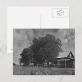 Postkarte für schwarz-weiße Baumwolle (Vorne/Hinten)