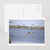 Postkarte für schwarze Skimmers (Vorne/Hinten)