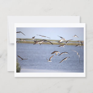 Postkarte für schwarze Skimmers